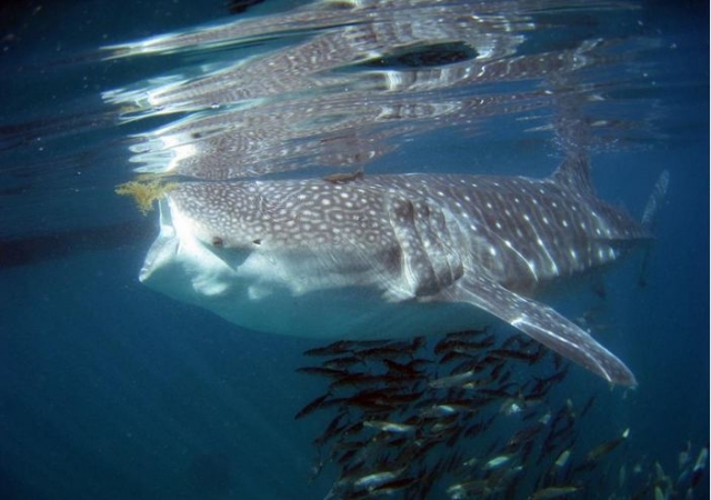 Nadar con el tiburón ballena